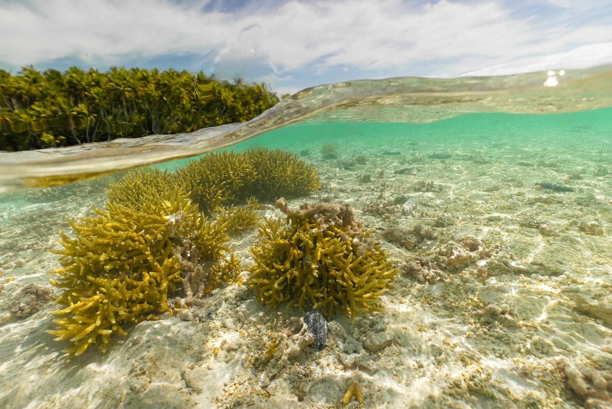 Over-under split of coral on a shallow tropical flat beneath a palm-lined shore