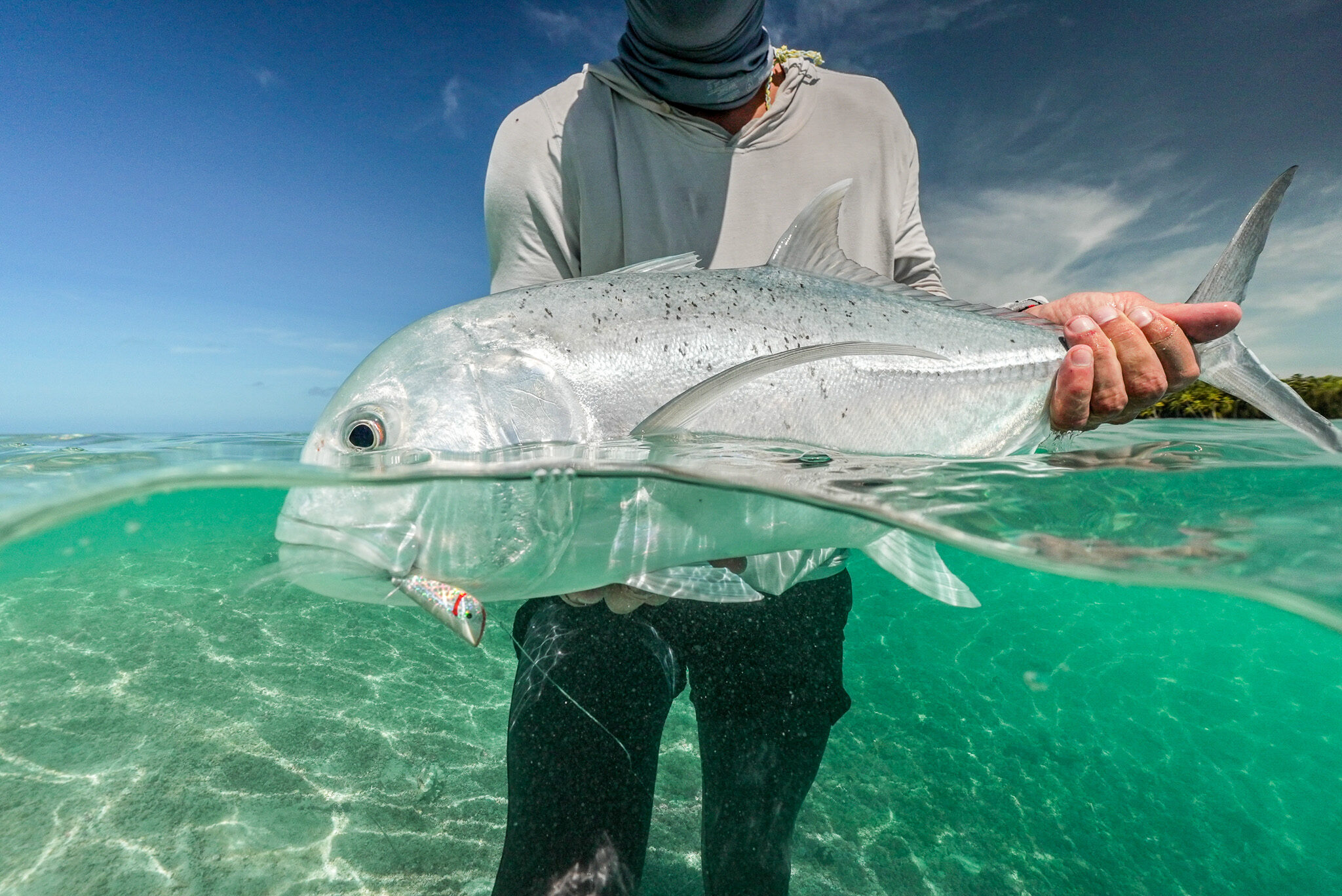 Giant trevally landed at the waterline on a tropical flat